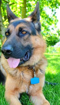 Blaszka dla psa, pupila niebieska metryczka 4,8 cm z miejscem na grawer Beczka blue XL  Blaszka w formie adresówki, identyfikatora dla psa (3).JPG